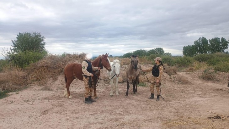 La Policía Rural intervino en traslado irregular de animales y recuperó equinos sustraídos